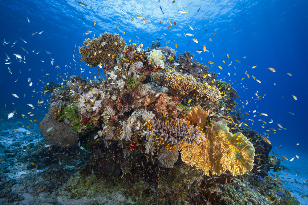 Underwater biodiversity od Barathieu Gabriel