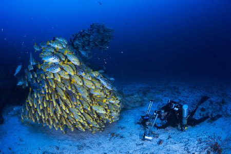 Face to face with diagonal-banded sweetlips