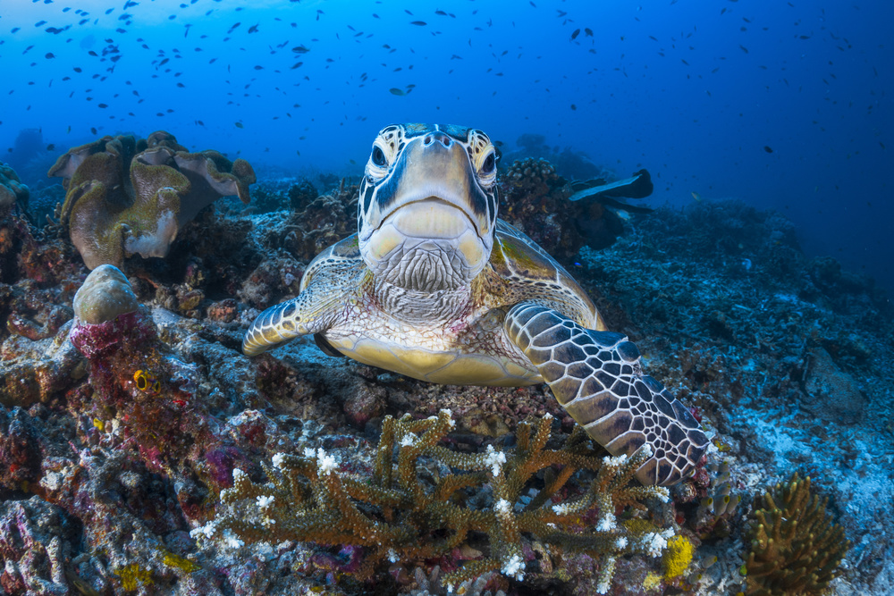 Face to face with a green turtle od Barathieu Gabriel