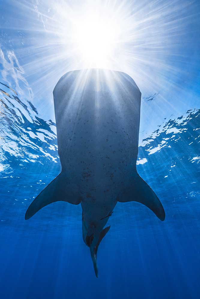 Whale shark and sun od Barathieu Gabriel