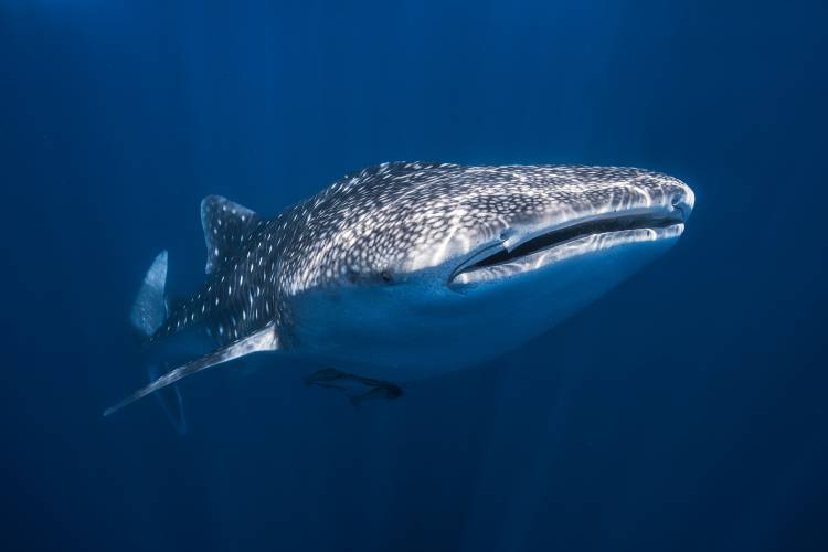 Whale Shark od Barathieu Gabriel