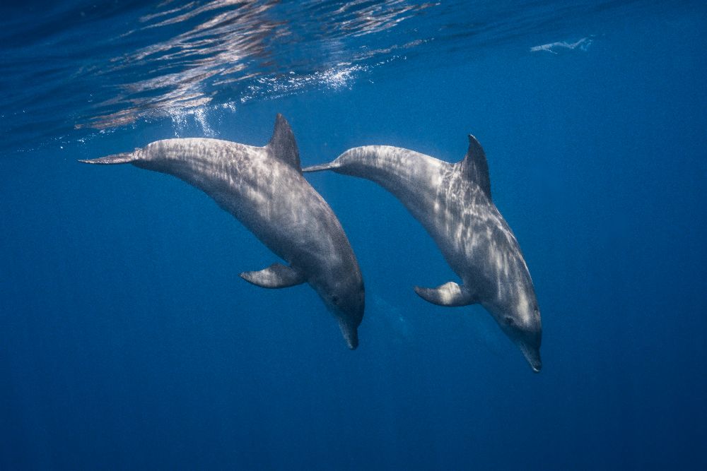 Two bottlenose dolphins od Barathieu Gabriel