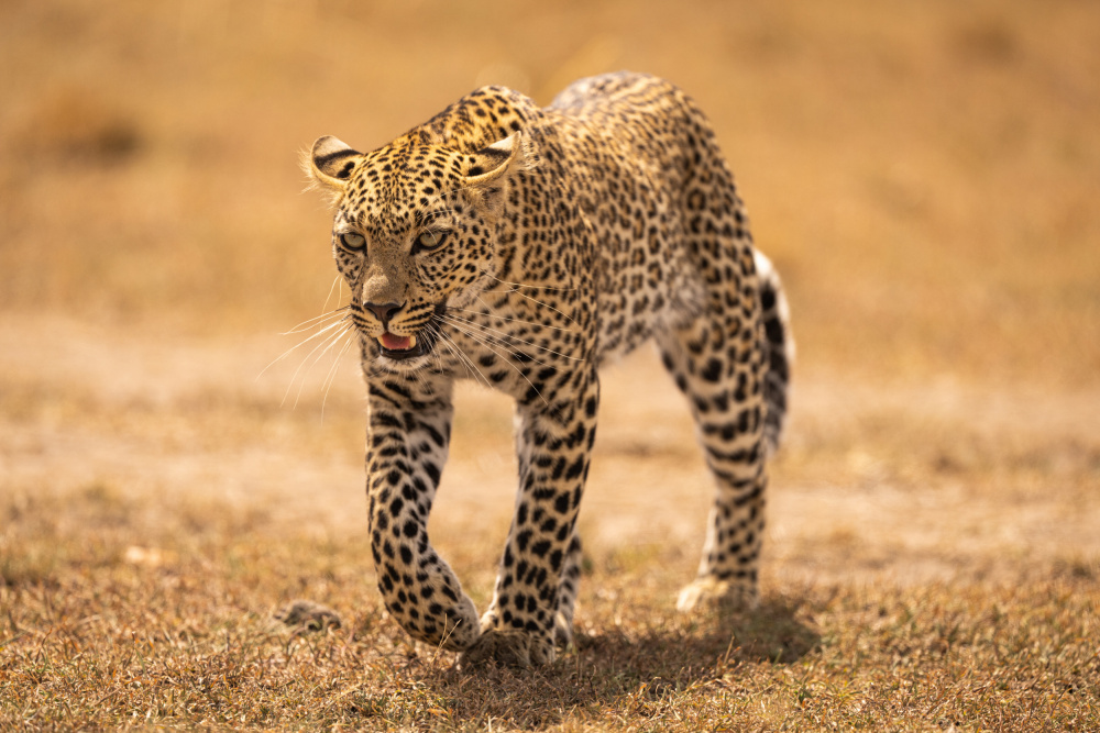 Cheetah on the prowl od Barbara Gill