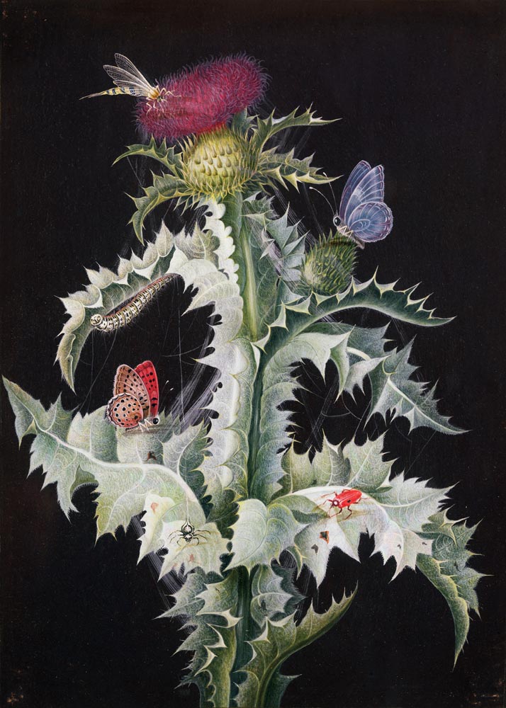 A Study of a Thistle with Insects od Barbara Regina Dietzsch