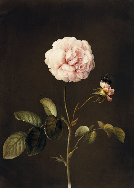 Essig-Rose mit Hummel. od Barbara Regina Dietzsch