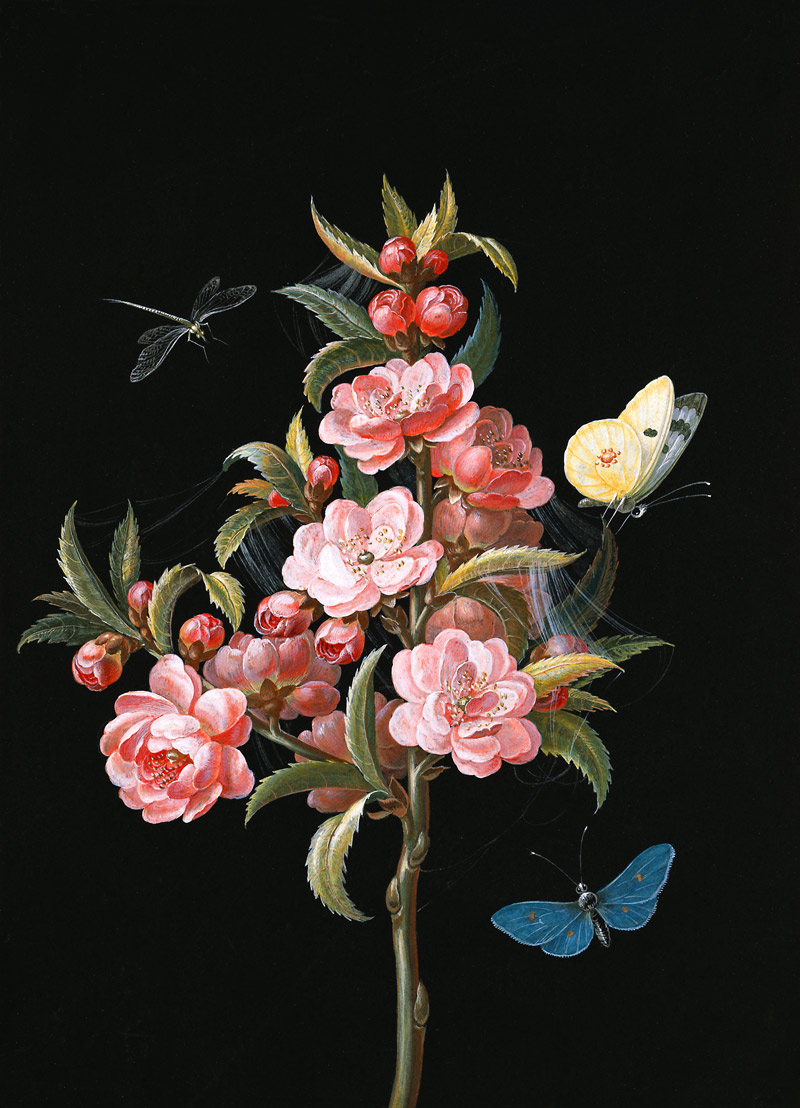 Japanese quince (or cherry) with dragon-fly and butterflies od Barbara Regina Dietzsch