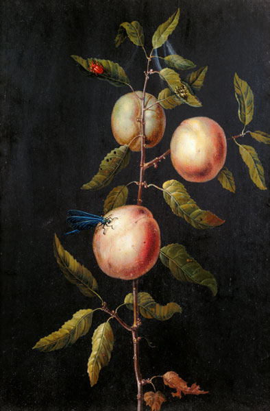 Branch of a Pear Tree od Barbara Regina Dietzsch