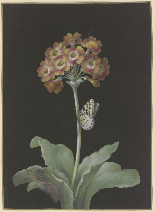 Orangerote Aurikel (Primula auricula) mit Stachelbeer-Harlekin und sich einspinnender Raupe od Barbara Regina Dietzsch