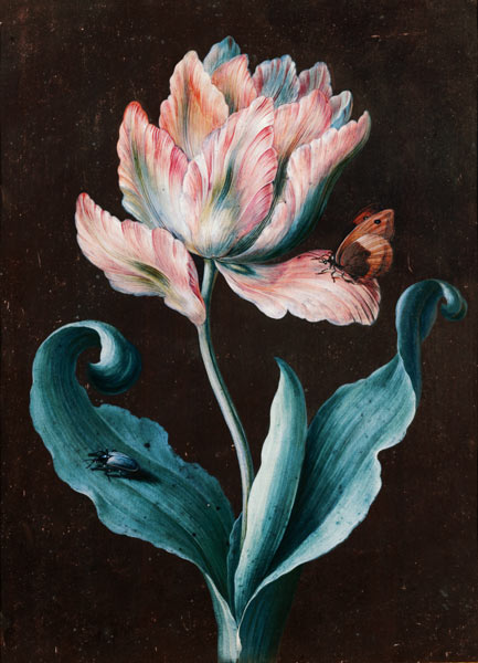 Parrot Tulip with Butterfly and Beetle (gouache) od Barbara Regina Dietzsch