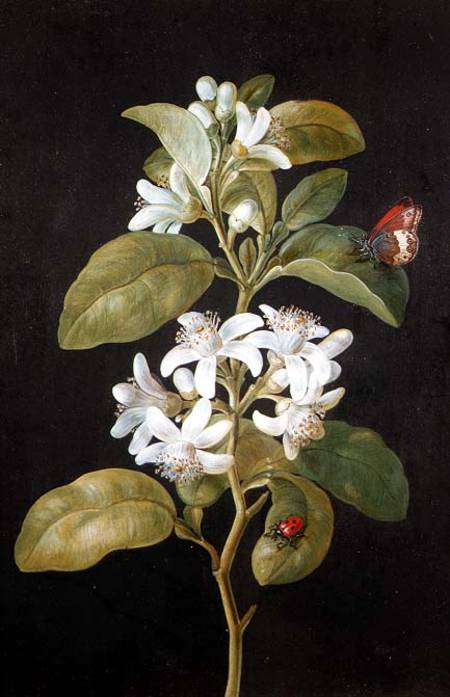 Pear Blossom od Barbara Regina Dietzsch