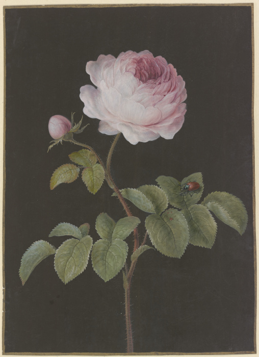 Rosa Rose (Rosa) mit einem braunen Käfer od Barbara Regina Dietzsch
