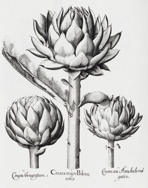 Artischocke / Hortus Eystettensis od Basilius Besler