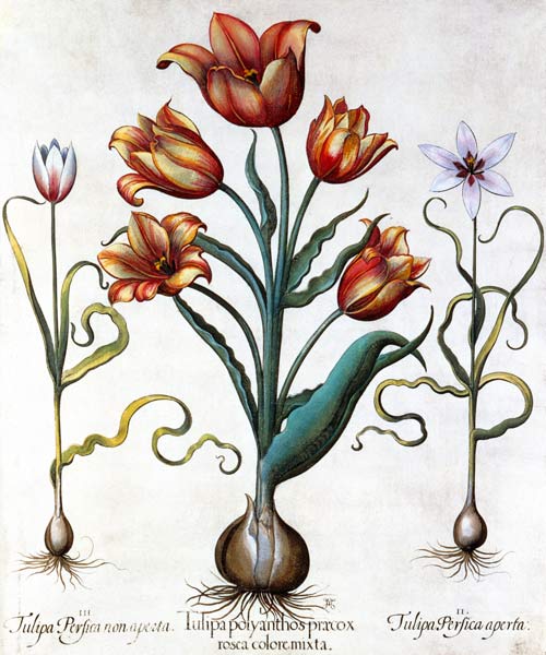 Tulipa Perfica non aperta, Tulipa Polyanthos Pracox od Basilius Besler