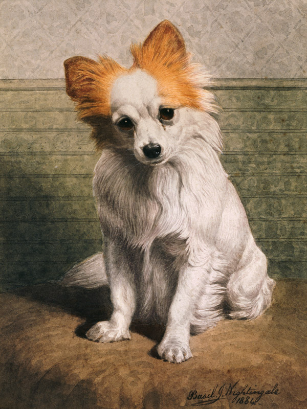 Toy Dog, 1884 (w/c)  od Basil J. Nightingale
