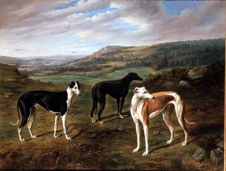 Greyhounds od Benjamin Cam Norton