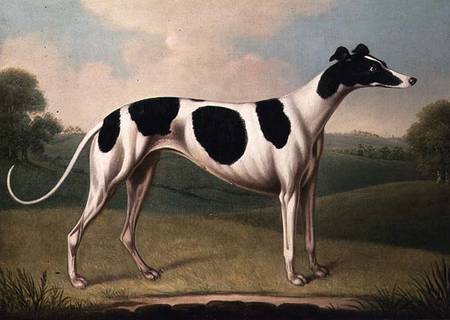 Greyhound od Benjamin Killingbeck