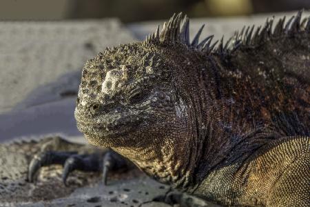 Marine iguana - Galapagos