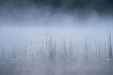 Reed and fog