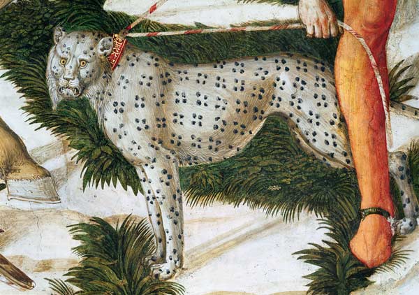 Leopard straining on a leash, detail from the Journey of the Magi cycle in the chapel od Benozzo Gozzoli