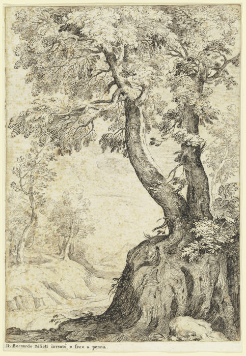 Tree section od Bernardo Zilotti