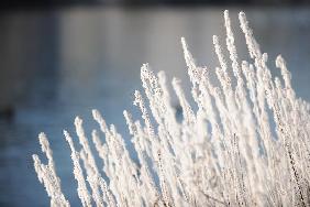 Frost - Gräser