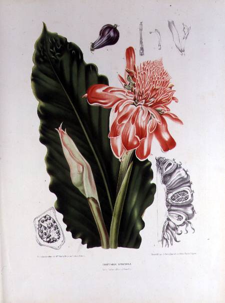 Elettaria Speciosa, illustration from 'Fleurs, Fruits et Feuillage Choises de la Flore et da la Pomo od Berthe Hoola van Nooten