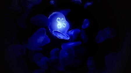 Blue Glowing jellyfish