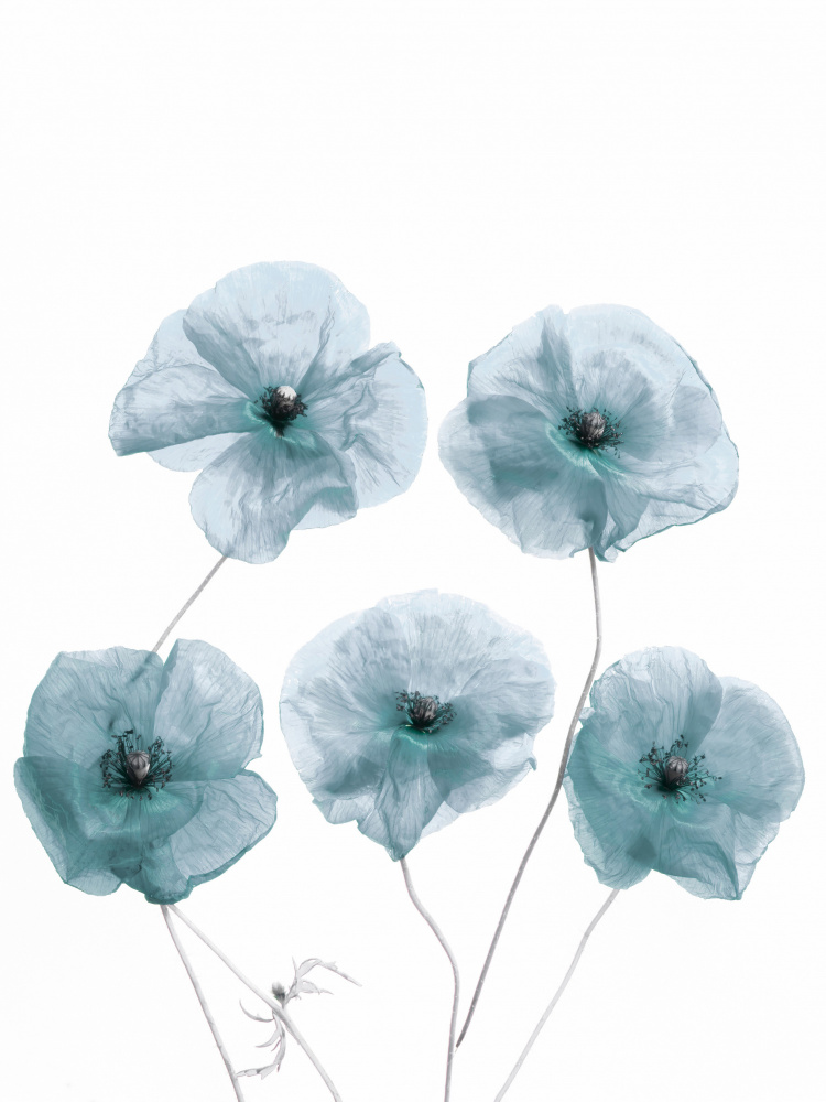 Blue Delicate Flowers od Bilge Paksoylu