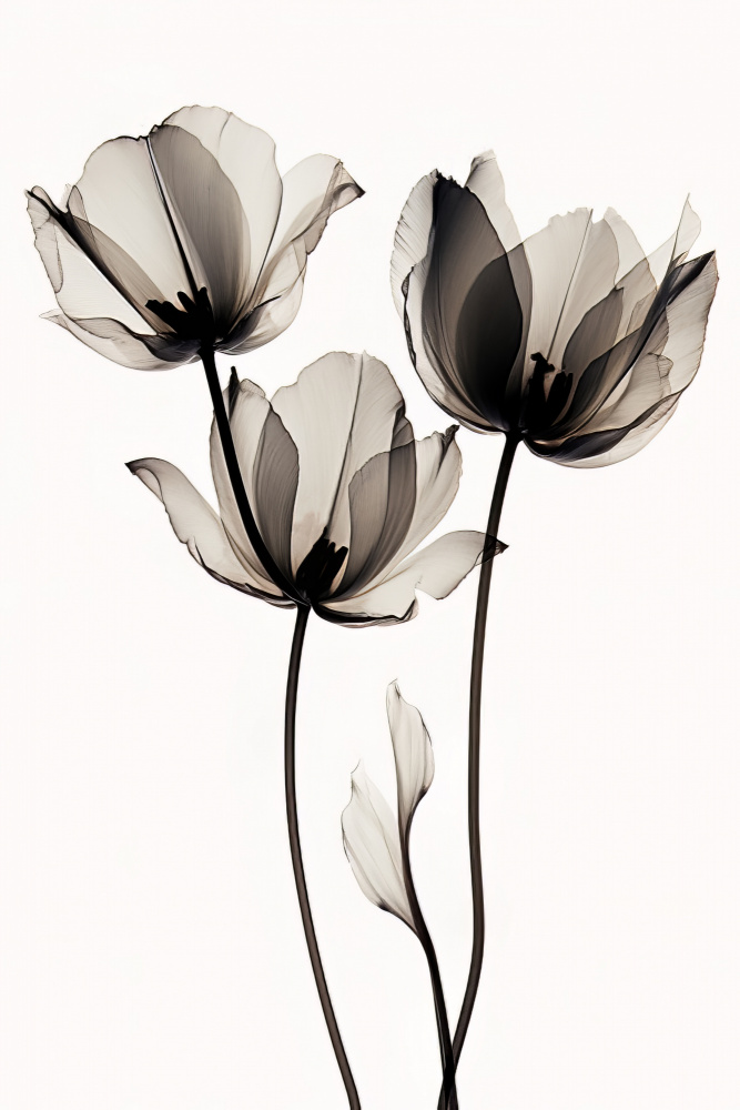 Black Tulips 2 od Bilge Paksoylu