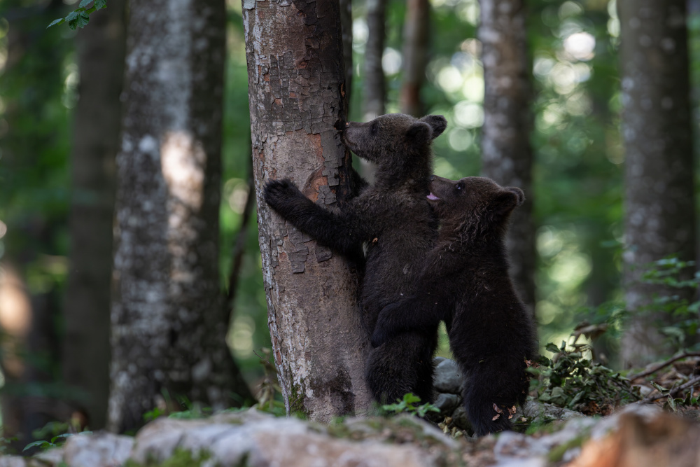 playing bear cubs 1 od Bjoern Alicke