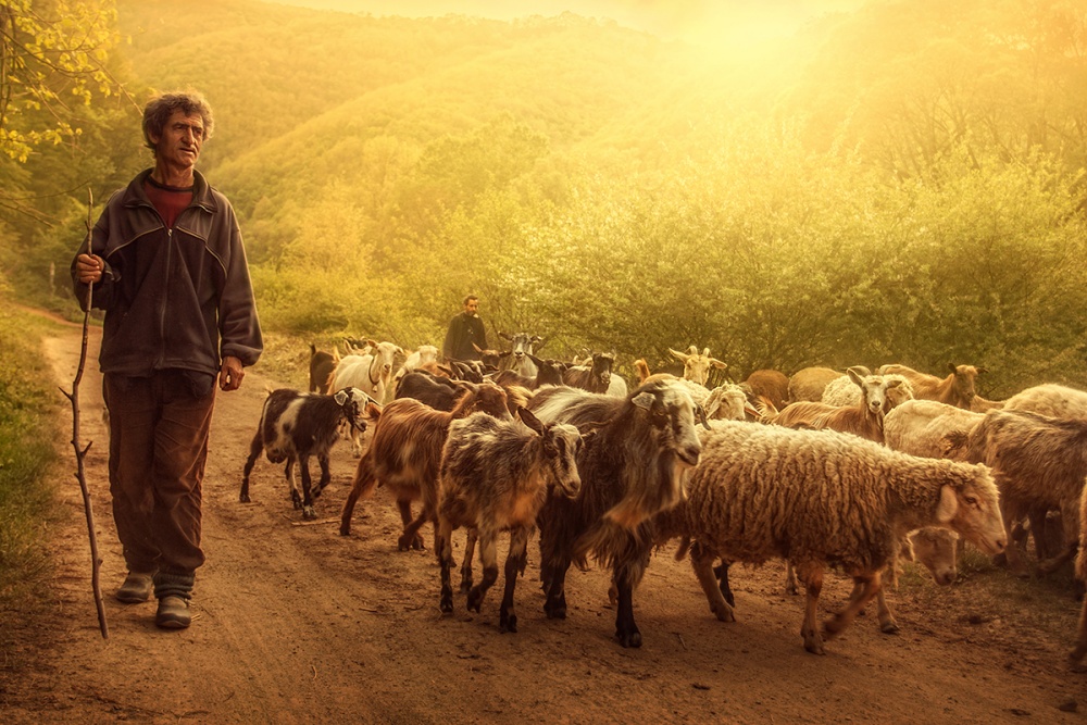 Shepherd od Bojan Dzodan
