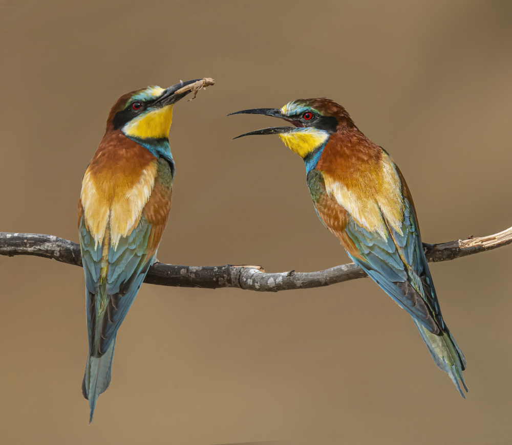 Bee-eaters od Boris Lichtman
