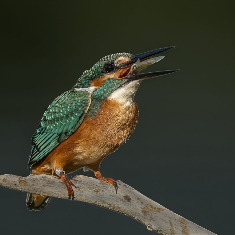 Kingfisher od Boris Lichtman