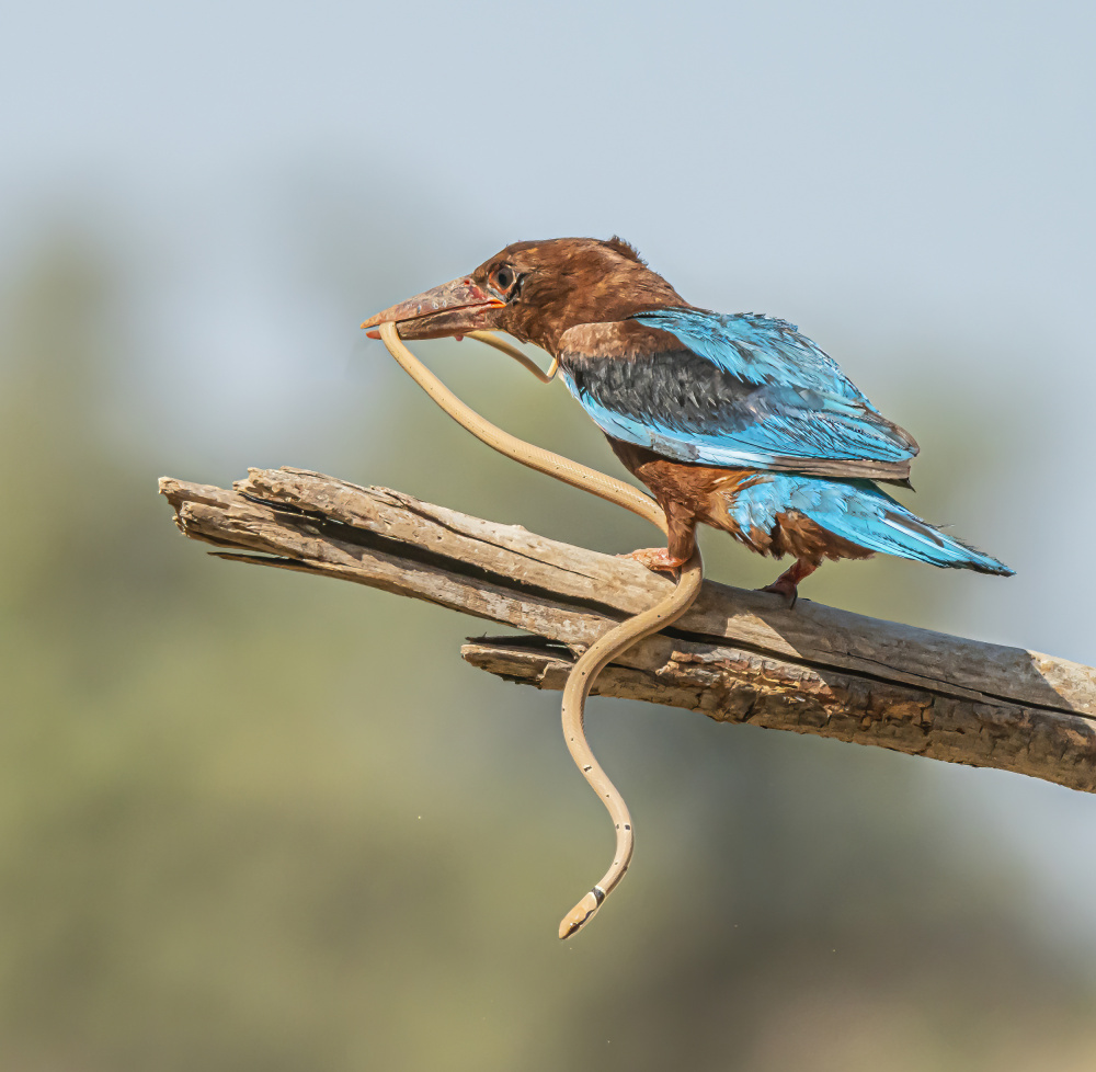 Kingfisher od Boris Lichtman