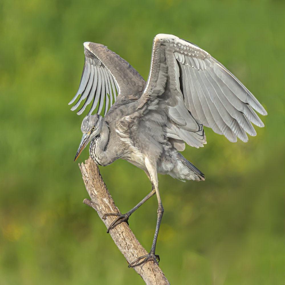 Grey heron od Boris Lichtman