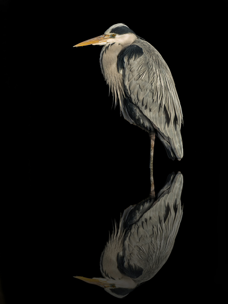 Grey heron in the dark od Boris Lichtman