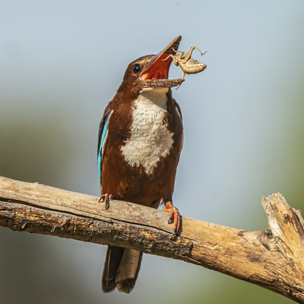 White-throated kingfisher od Boris Lichtman