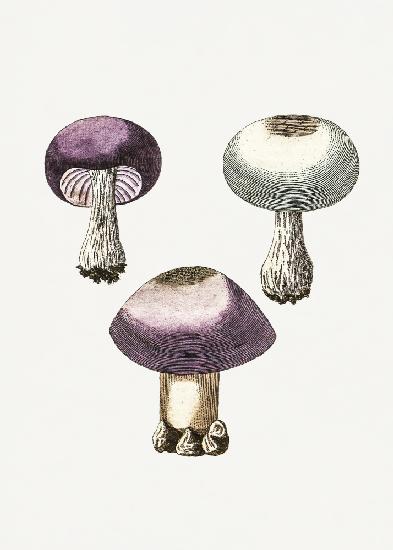 Hand Darwn Violet Webcap Mushroom