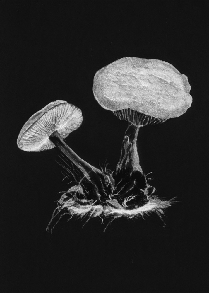 Vintage Violet Webcap Mushroom Dark BW od Botanik