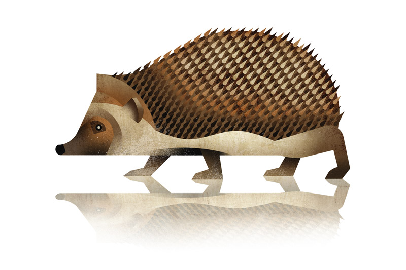 Hedgehog od Dieter Braun