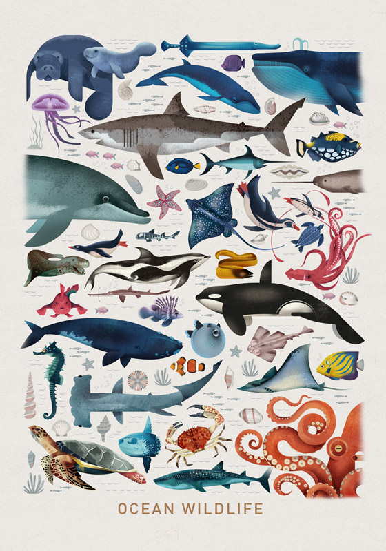 Ocean Wildlife od Dieter Braun