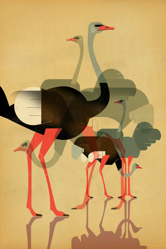 Ostriches od Dieter Braun