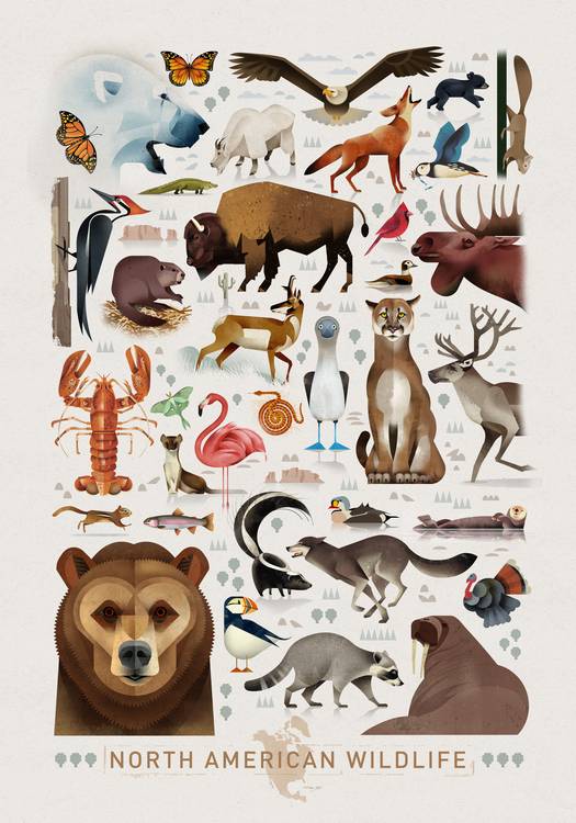 North American Wildlife od Dieter Braun