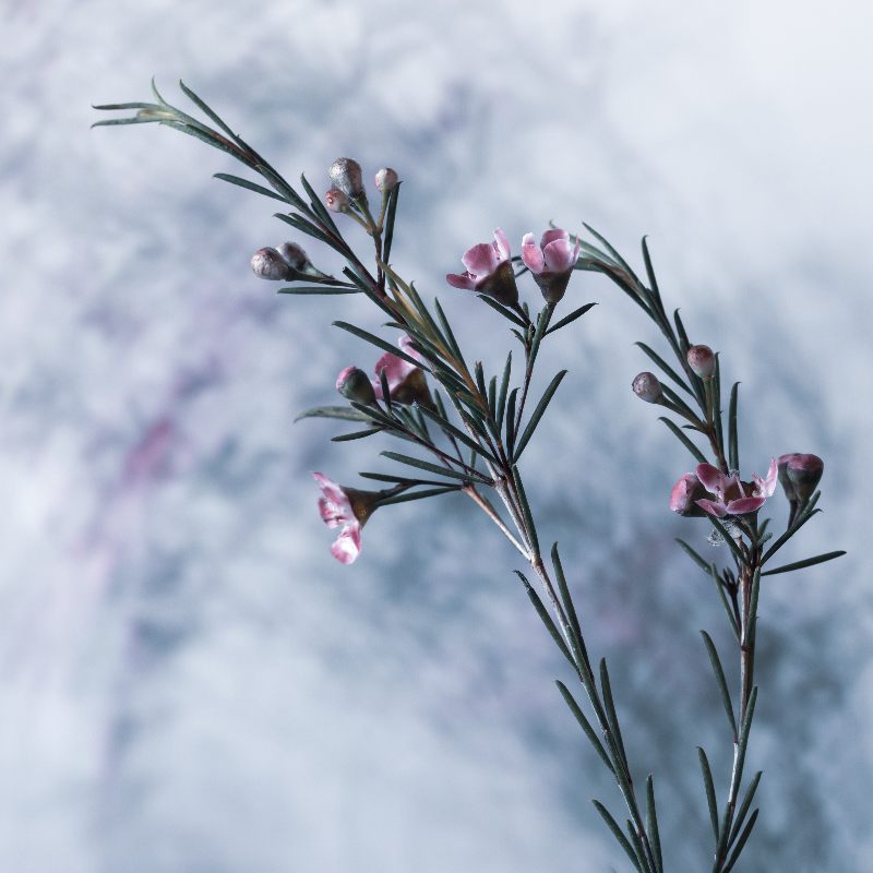 Magic Flowers 15 od Anke Brehm