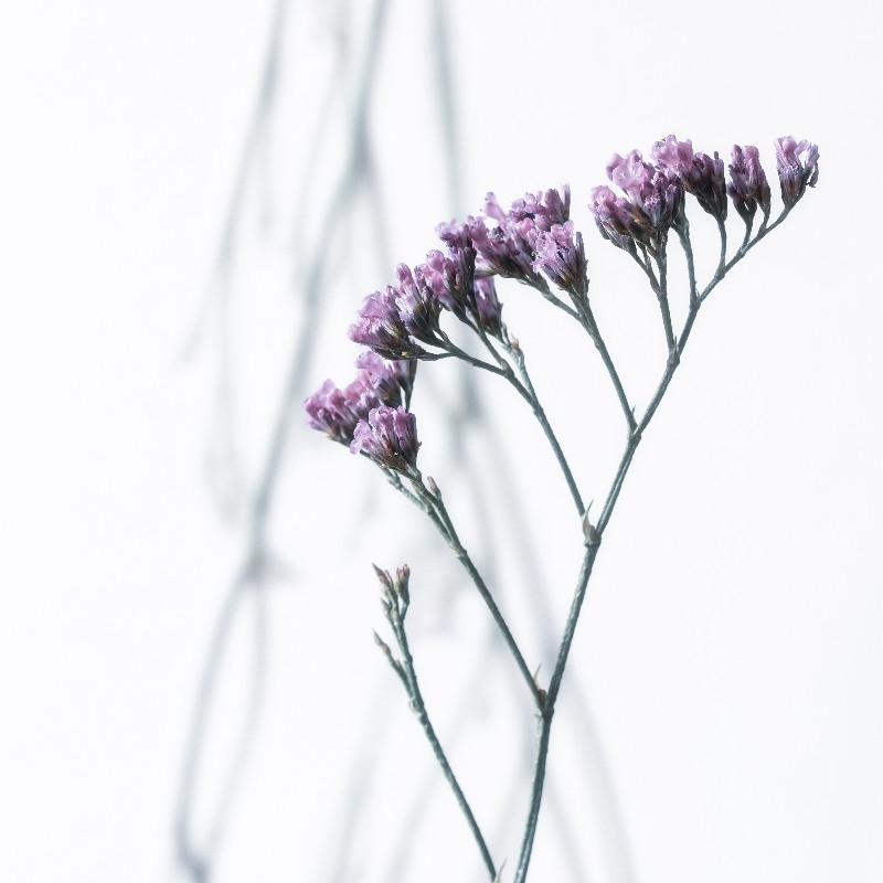 Magic Flowers 5 od Anke Brehm