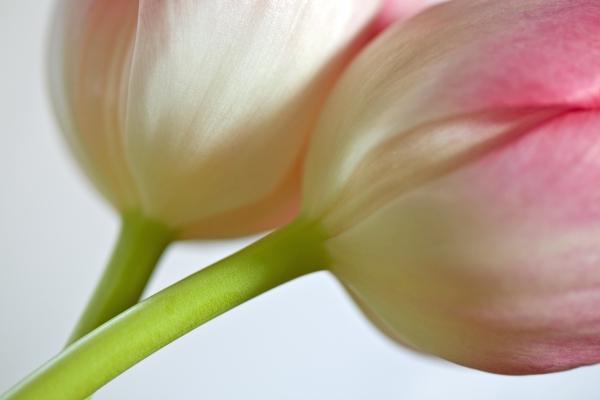 Tulpen od Brigitte Götz