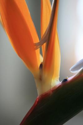 Stelizie orange Paradiesvogelblume od Brita Stein