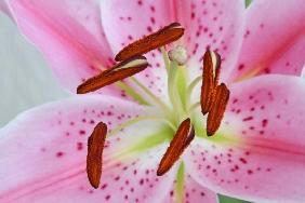 Lilie pink Staubgefässe