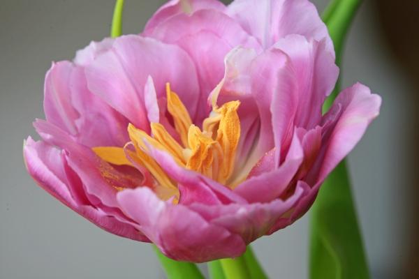 Tulpe rosa od Brita Stein