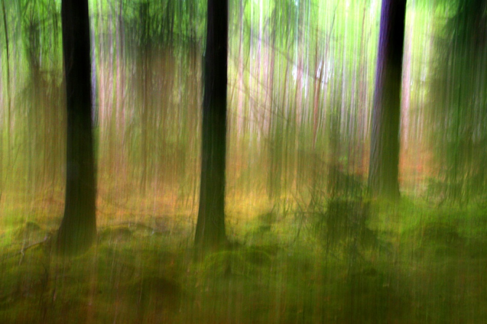 Forest od Bror Johansson